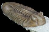 Long, D Asaphus Plautini Trilobite Fossil - Russia #125671-3